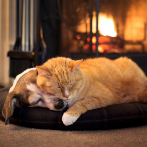 an orange cat cuddling a dog by the fireplace