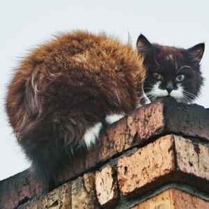 a black and white hairy cat on a chimney top