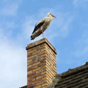 a long legged, long-beaked bird on a masonry chimney